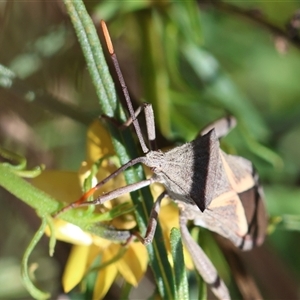 Mictis profana at Hughes, ACT - 26 Oct 2024 03:00 PM