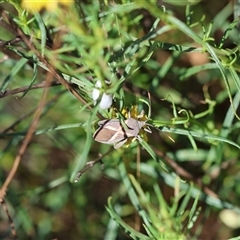 Mictis profana at Hughes, ACT - 26 Oct 2024 03:00 PM