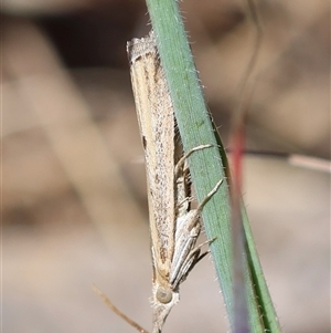 Faveria tritalis at Hughes, ACT - 26 Oct 2024