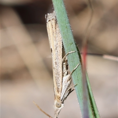 Faveria tritalis (Couchgrass Webworm) at Hughes, ACT - 26 Oct 2024 by LisaH