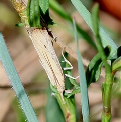 Faveria tritalis at Hughes, ACT - 26 Oct 2024