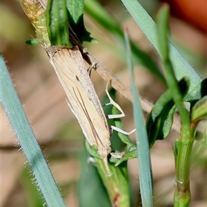 Faveria tritalis at Hughes, ACT - 26 Oct 2024