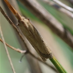 Faveria tritalis at Hughes, ACT - 26 Oct 2024