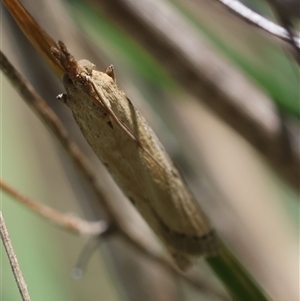 Faveria tritalis at Hughes, ACT - 26 Oct 2024