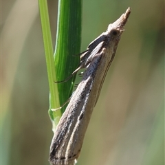 Faveria tritalis at Hughes, ACT - 26 Oct 2024