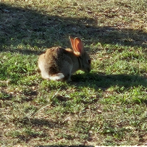 Oryctolagus cuniculus at Parkes, ACT - 26 Oct 2024 05:54 PM