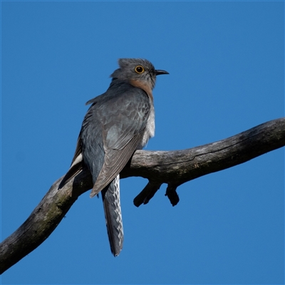 Cacomantis flabelliformis (Fan-tailed Cuckoo) at Kowen, ACT - 26 Oct 2024 by Untidy