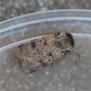 Agrotis porphyricollis at Hughes, ACT - 26 Oct 2024 03:22 PM