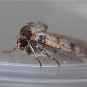 Agrotis porphyricollis at Hughes, ACT - 26 Oct 2024 03:22 PM