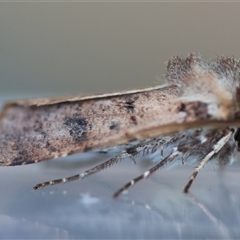 Agrotis porphyricollis at Hughes, ACT - 26 Oct 2024 03:22 PM