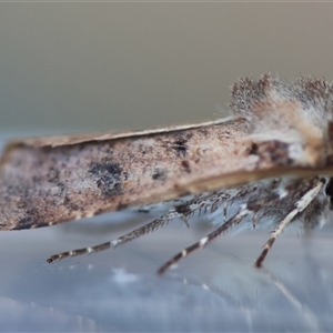 Agrotis porphyricollis at Hughes, ACT - 26 Oct 2024