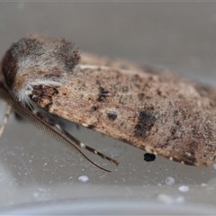 Agrotis porphyricollis at Hughes, ACT - 26 Oct 2024