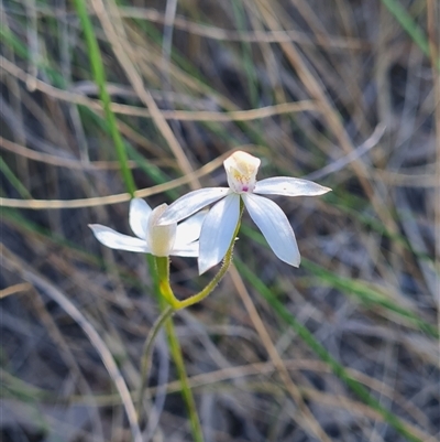 Caladenia moschata (Musky Caps) at Bruce, ACT - 26 Oct 2024 by WalkYonder