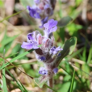 Ajuga australis at Mongarlowe, NSW - 20 Oct 2024