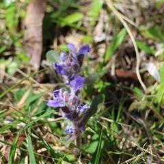 Ajuga australis at Mongarlowe, NSW - 20 Oct 2024