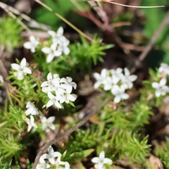 Asperula scoparia (Prickly Woodruff) at Mongarlowe, NSW - 20 Oct 2024 by LisaH