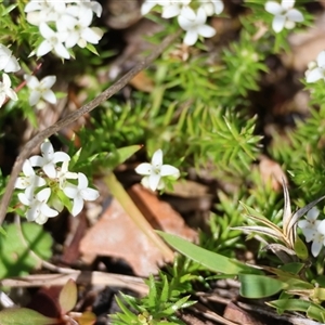 Asperula scoparia at suppressed - 20 Oct 2024