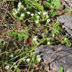 Asperula scoparia at suppressed - 20 Oct 2024