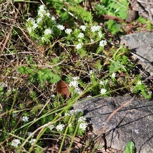 Asperula scoparia at suppressed - 20 Oct 2024