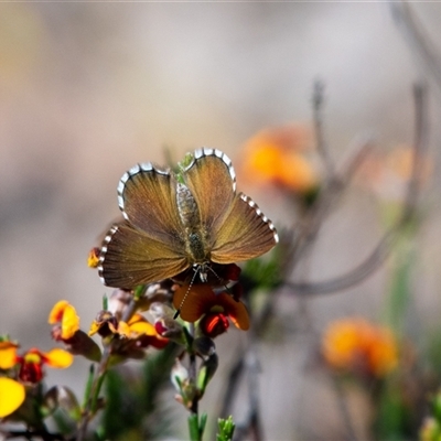 Neolucia agricola (Fringed Heath-blue) at Pialligo, ACT - 26 Oct 2024 by Untidy