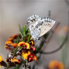 Neolucia agricola at Pialligo, ACT - 26 Oct 2024 03:52 PM