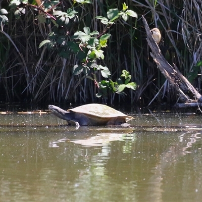 Emydura macquarii (Macquarie Turtle) at Fyshwick, ACT - 26 Oct 2024 by RodDeb