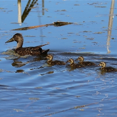 Spatula rhynchotis (Australasian Shoveler) at Fyshwick, ACT - 26 Oct 2024 by RodDeb