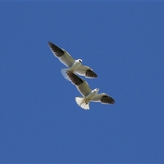 Elanus axillaris (Black-shouldered Kite) at Fyshwick, ACT - 26 Oct 2024 by RodDeb