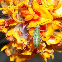 Caedicia simplex (Common Garden Katydid) at Booth, ACT - 26 Oct 2024 by Harrisi