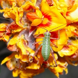 Caedicia simplex at Booth, ACT - 26 Oct 2024 05:48 PM