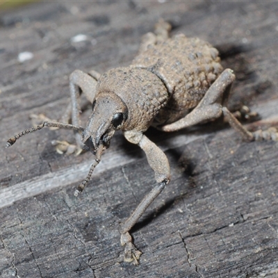 Psapharus infaustus (A weevil) at Mount Clear, ACT - 26 Oct 2024 by Harrisi