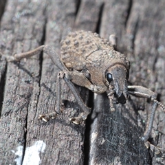 Psapharus infaustus at Mount Clear, ACT - 26 Oct 2024 05:09 PM