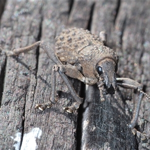 Psapharus infaustus at Mount Clear, ACT - 26 Oct 2024 05:09 PM