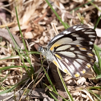 Belenois java (Caper White) at Higgins, ACT - 12 Oct 2024 by Untidy