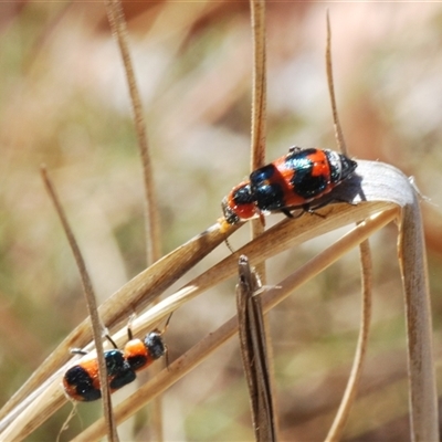 Dicranolaius sp. (genus) (Unidentified melyrid beetle) at Watson, ACT - 26 Oct 2024 by Harrisi