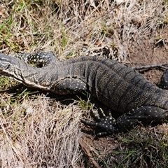 Varanus rosenbergi (Heath or Rosenberg's Monitor) at Booth, ACT - 26 Oct 2024 by Harrisi