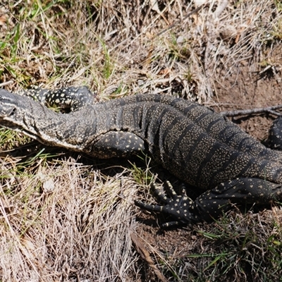 Varanus rosenbergi (Heath or Rosenberg's Monitor) at Booth, ACT - 26 Oct 2024 by Harrisi