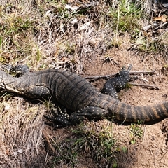 Varanus rosenbergi at Booth, ACT - suppressed