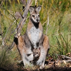 Notamacropus rufogriseus (Red-necked Wallaby) at Mount Clear, ACT - 26 Oct 2024 by Harrisi