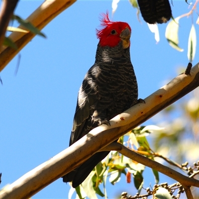 Callocephalon fimbriatum (Gang-gang Cockatoo) at Booth, ACT - 26 Oct 2024 by Harrisi