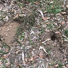 Unidentified Mammal at Kungala, NSW - 26 Oct 2024 by donnanchris