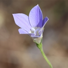 Wahlenbergia sp. at Chiltern, VIC - 26 Oct 2024 by KylieWaldon