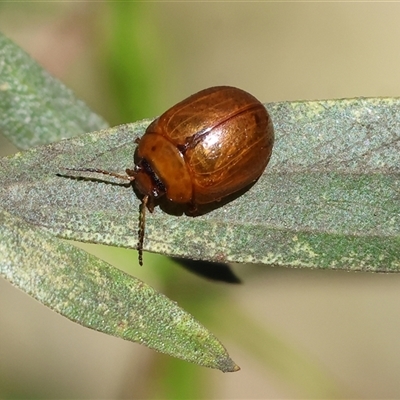 Dicranosterna semipunctata (Leaf beetle) at Chiltern, VIC - 26 Oct 2024 by KylieWaldon