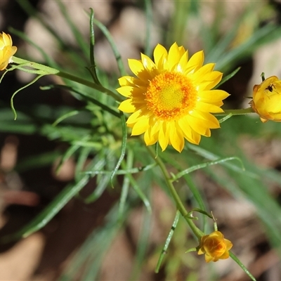 Xerochrysum viscosum (Sticky Everlasting) at Chiltern, VIC - 26 Oct 2024 by KylieWaldon