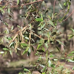 Acacia verniciflua (Varnish Wattle) at Chiltern, VIC - 26 Oct 2024 by KylieWaldon