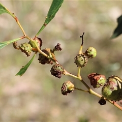 Acacia pycnantha (Golden Wattle) at Chiltern, VIC - 25 Oct 2024 by KylieWaldon