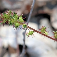 Acaena sp. at Chiltern, VIC - 26 Oct 2024 by KylieWaldon