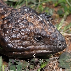 Tiliqua rugosa (Shingleback Lizard) at Throsby, ACT - 26 Oct 2024 by TimL