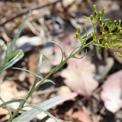 Senecio sp. at Chiltern, VIC - 26 Oct 2024 by KylieWaldon