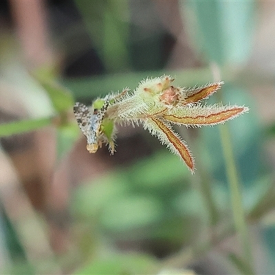 Spathulina acroleuca at Chiltern, VIC - 25 Oct 2024 by KylieWaldon